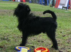 Riogaioch Velvet Dandys Orlock "Victor", MH-beskriven