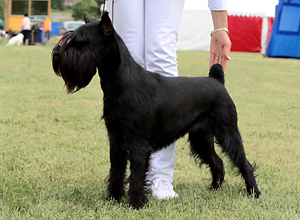 Stahlkrieger's Velvet Dandy "Stella"