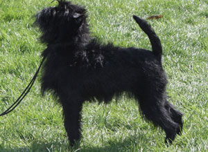 Velvet Dandy's Po "Nellie" - Affenpinscher