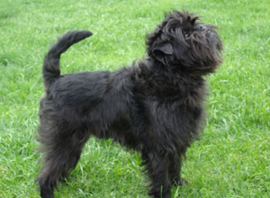 Velvet Dandy's Dispy "Dandi" - Affenpinscher