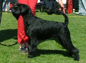 Velvet Dandy's Starlet Stahlkrieger "Starlet", MH-beskriven